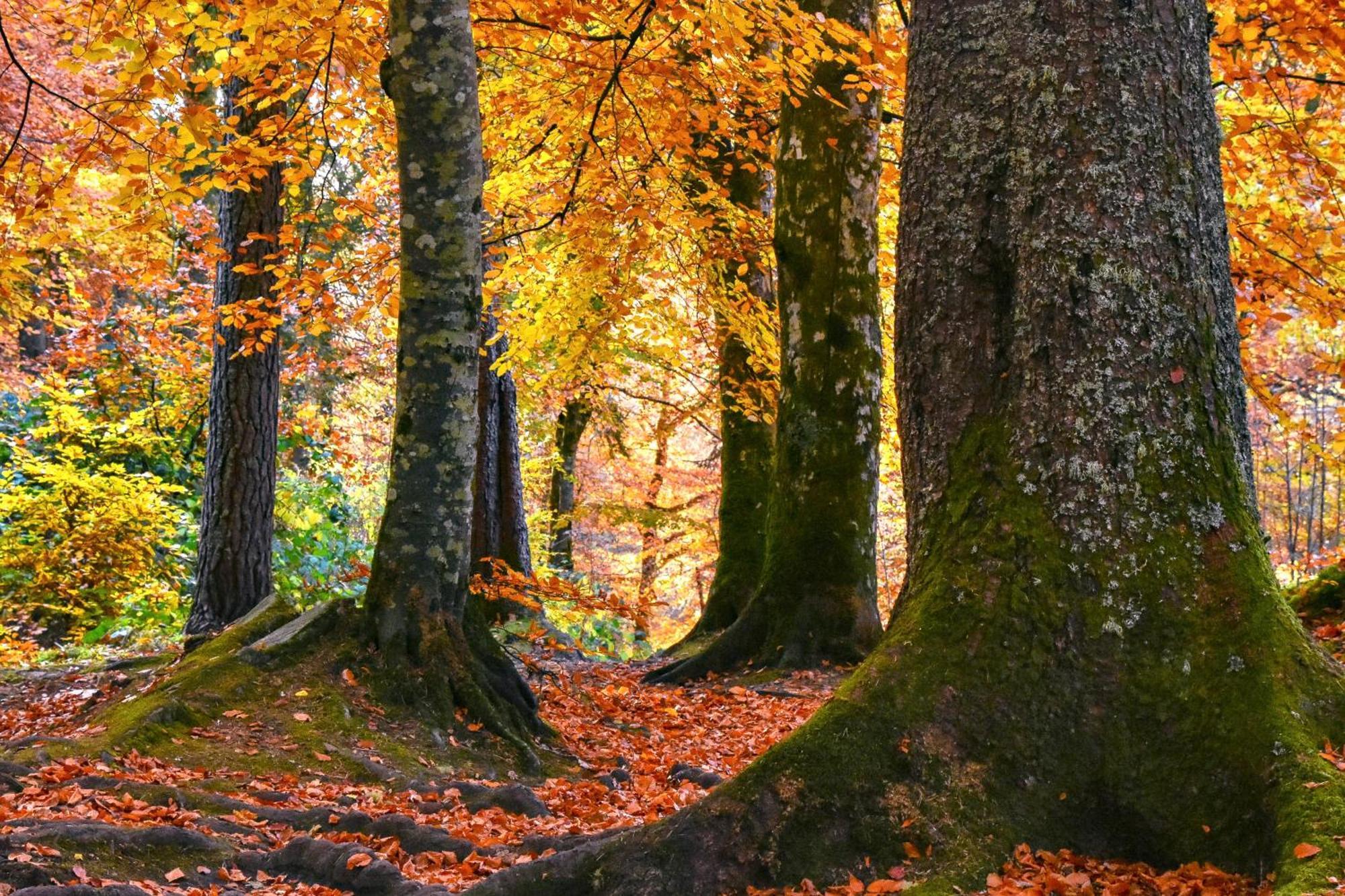 Craik Na Dav B&B Invermoriston Exteriör bild