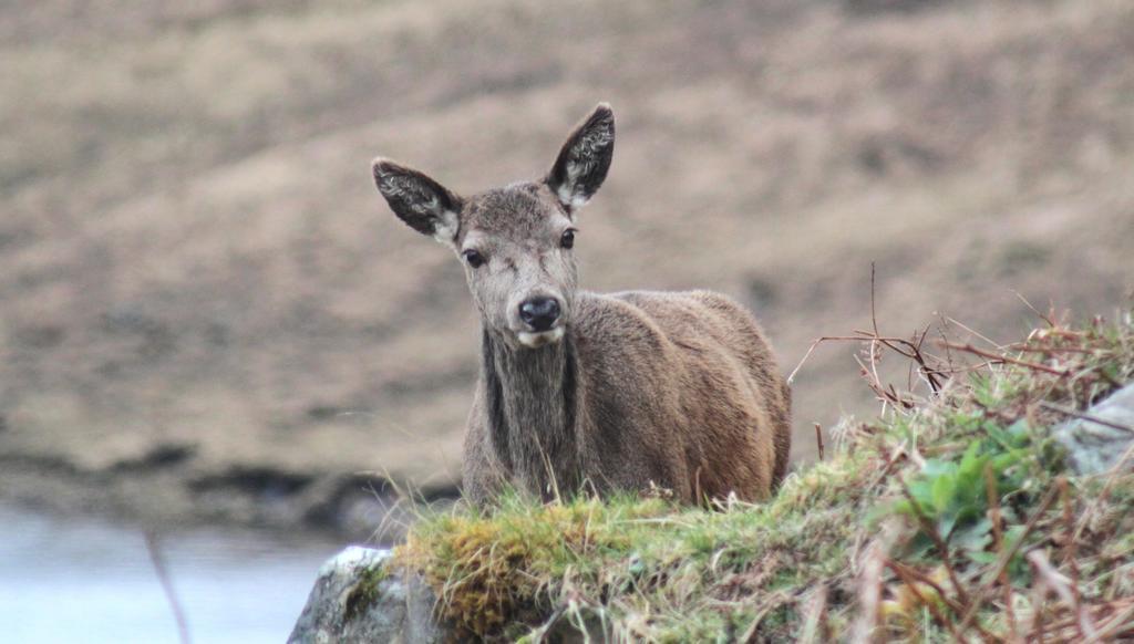 Craik Na Dav B&B Invermoriston Exteriör bild